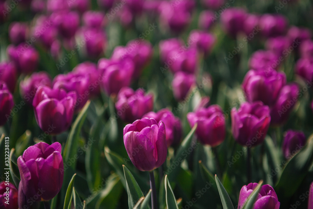 Magical Netherlands flowers landscape.Colorful dutch tulips flowering in fields and garden on spring Netherlands. Famous tourist attraction in Holland on springtime. Spring concept. Soft focus