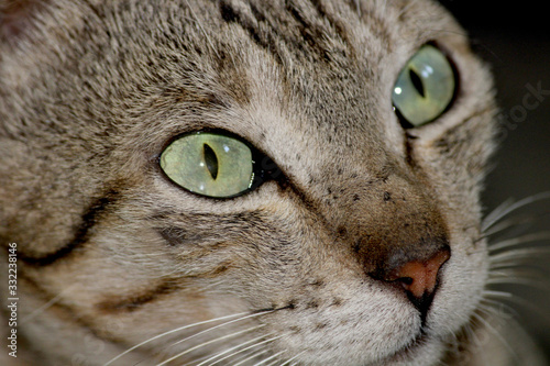 A close-up view of a beautiful cat.