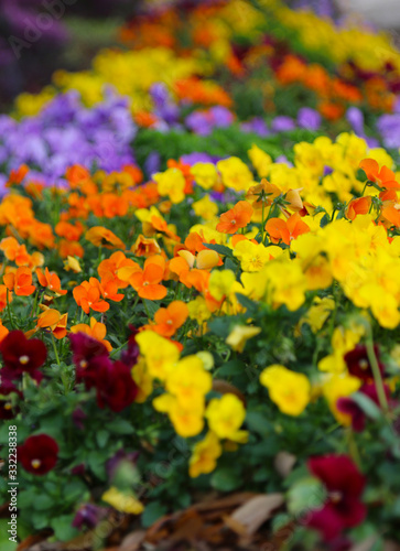 Garden landscaping with multicolored pansies yellow orange purple © lightrapture