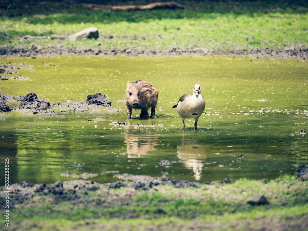 Obraz premium Boar piglet Hunting a Goose 
