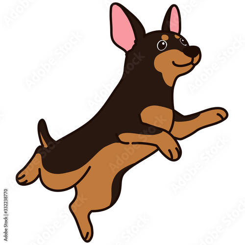 Outlined Miniature Pinscher jumping and playing