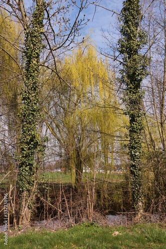 Wasserlandschaft im einsetzenden Frühjahr im Münsterland photo