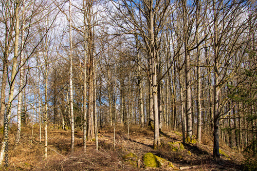 forest in autumn