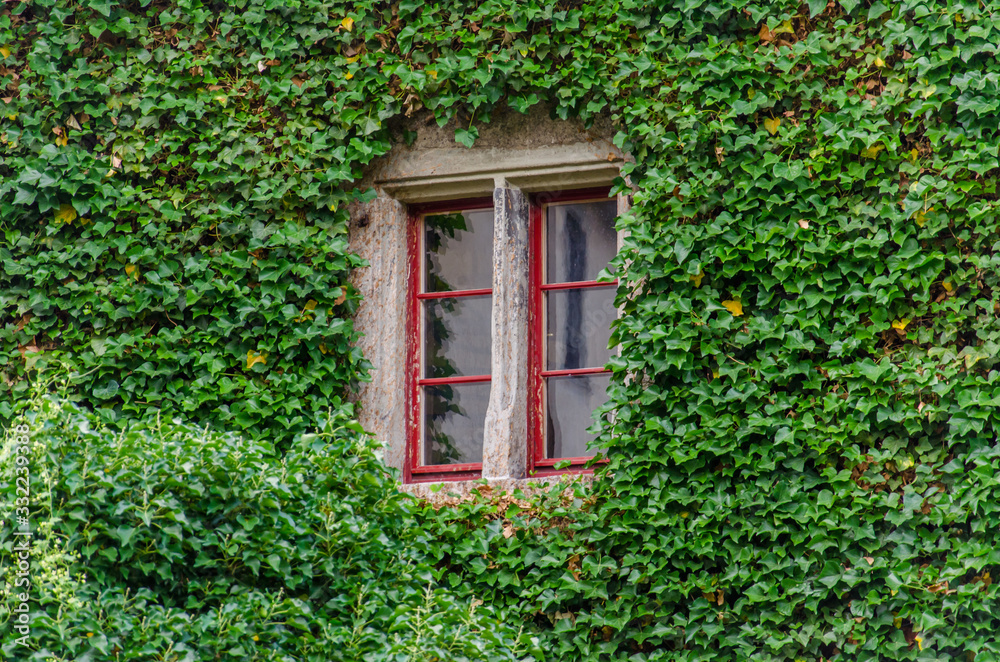 Window with red frame on ivy covered wall. Densely grown ivy on building facade