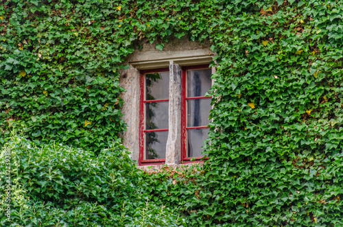 Window with red frame on ivy covered wall. Densely grown ivy on building facade