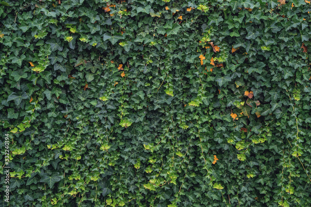 green ivy wall close up in natural light green ivy wall close up in natural light