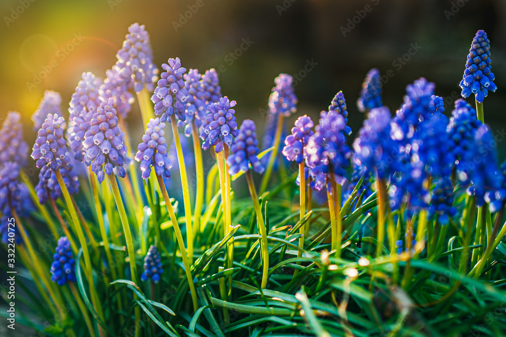 Blue grape hyacinths back lit by sunshine with some pretty lens flare