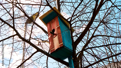 Photography homemade bird feed in moscow