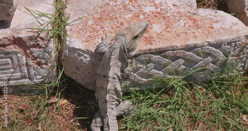 filmacion de una iguana en la ciudad maya de uxmal
