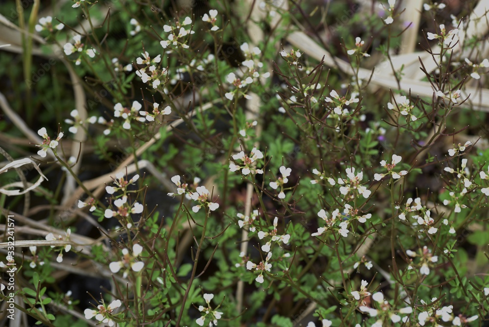 Bitter cress (Cardamine scutata) is a lowland weed of Brassicaceae that has white florets in spring. Bitter cress (Cardamine scutata) is a lowland weed of Brassicaceae that has white florets in spring.