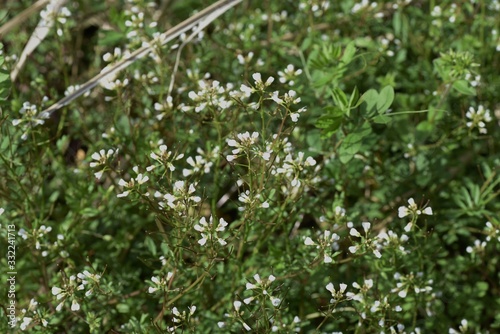 Bitter cress (Cardamine scutata) is a lowland weed of Brassicaceae that has white florets in spring. photo