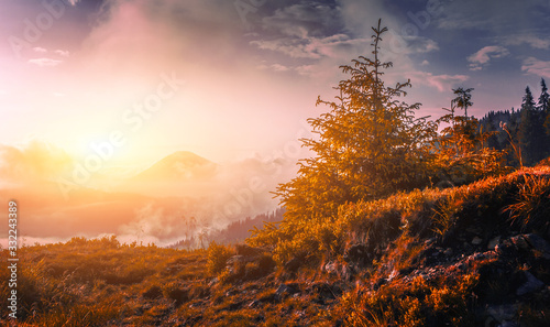 wonderful morning summer view, spectacular sunrise slope with tree on background foggy valley, Romania, Marmarosy range, Europe...exclusive - this image is sell pnly on Adobe stock