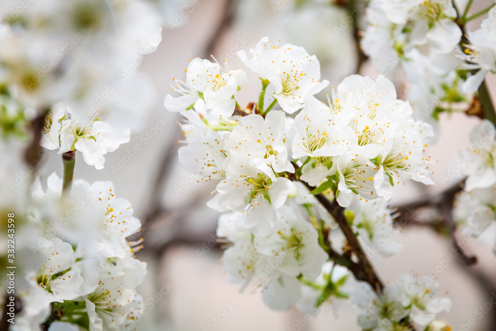 White flower on brunch. Blooming spring tree. Cherry tree in spring time whit blue background