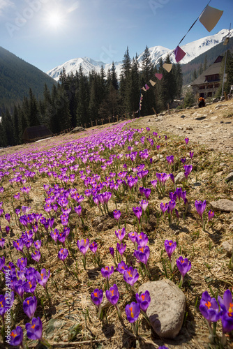 Fototapeta Naklejka Na Ścianę i Meble -  Crocuses in the Tatra Valley