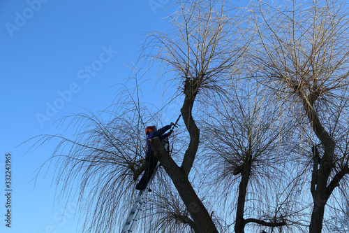 Photography Arborist working on tree trimming, thinning and pruning in overgrown crown