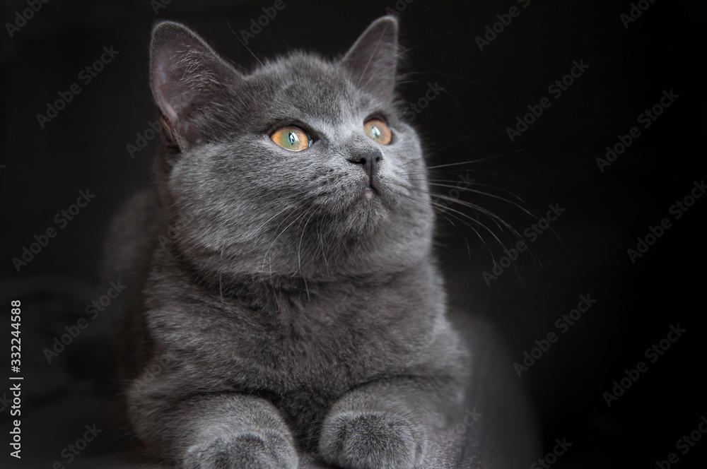 portrait of a british cat 