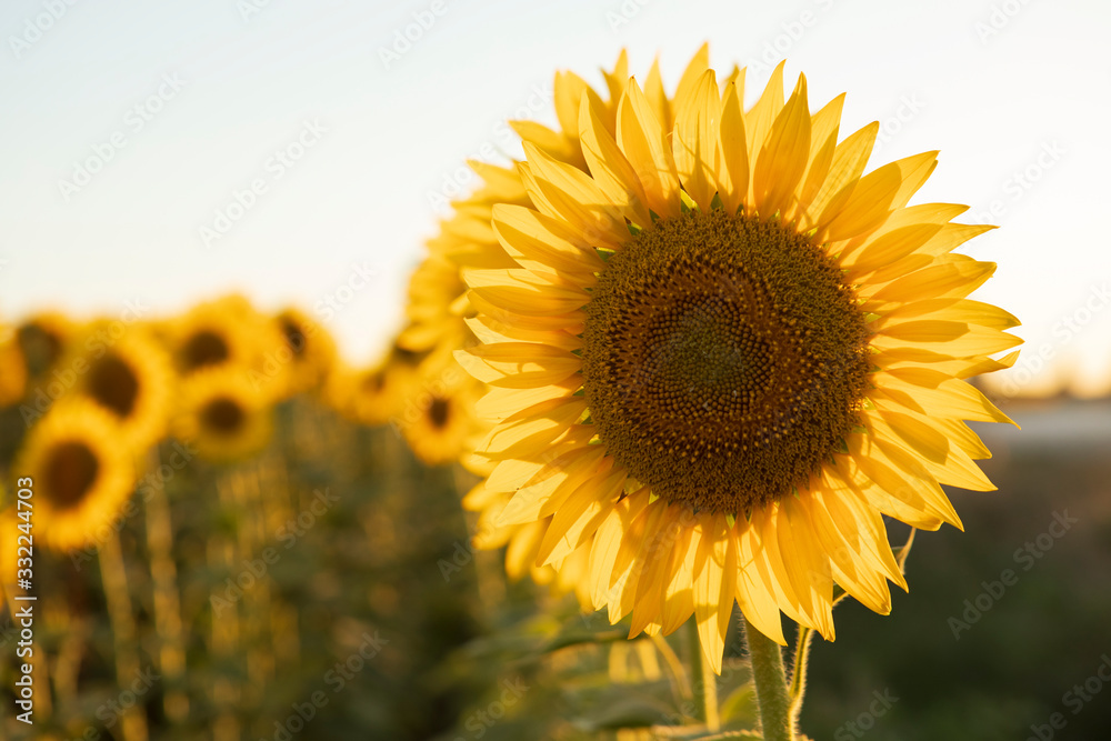 Obraz premium Beautiful Sunflower Field
