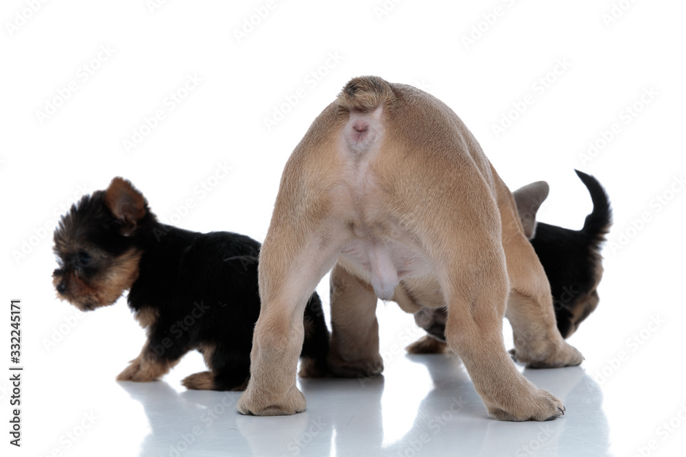 group of french bulldog and yorkshire terrier sniffing