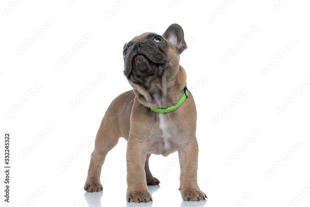 cute french bulldog wearing collar and looking up