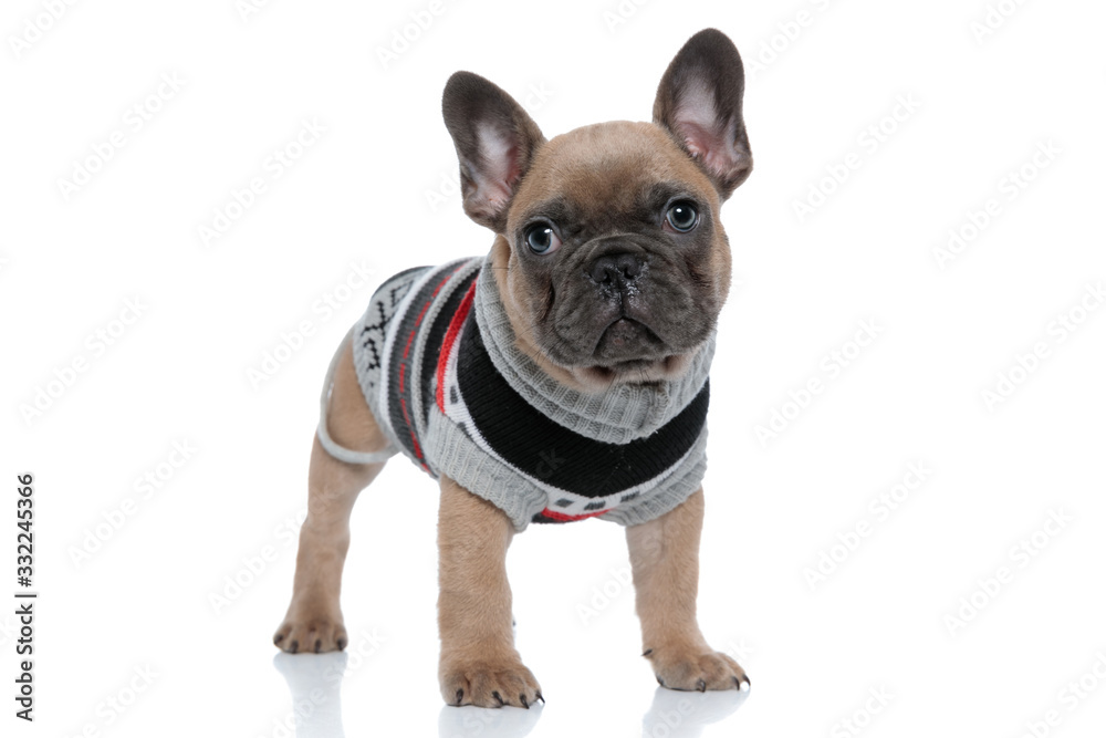 Fototapeta premium cute small french bulldog in costume looking to side