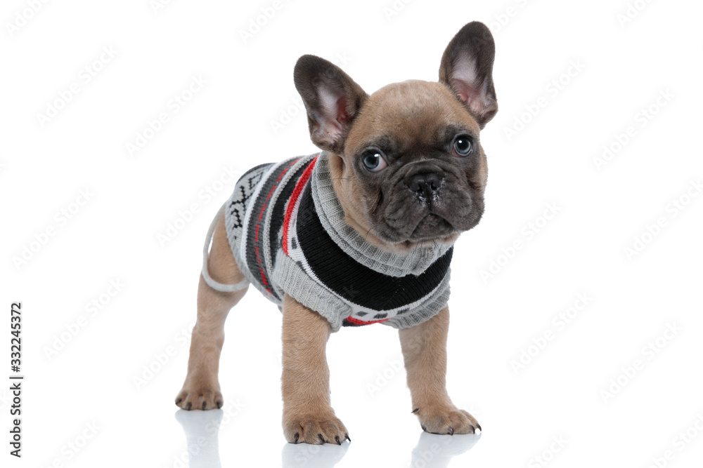 cute young frenchie in costume looking up