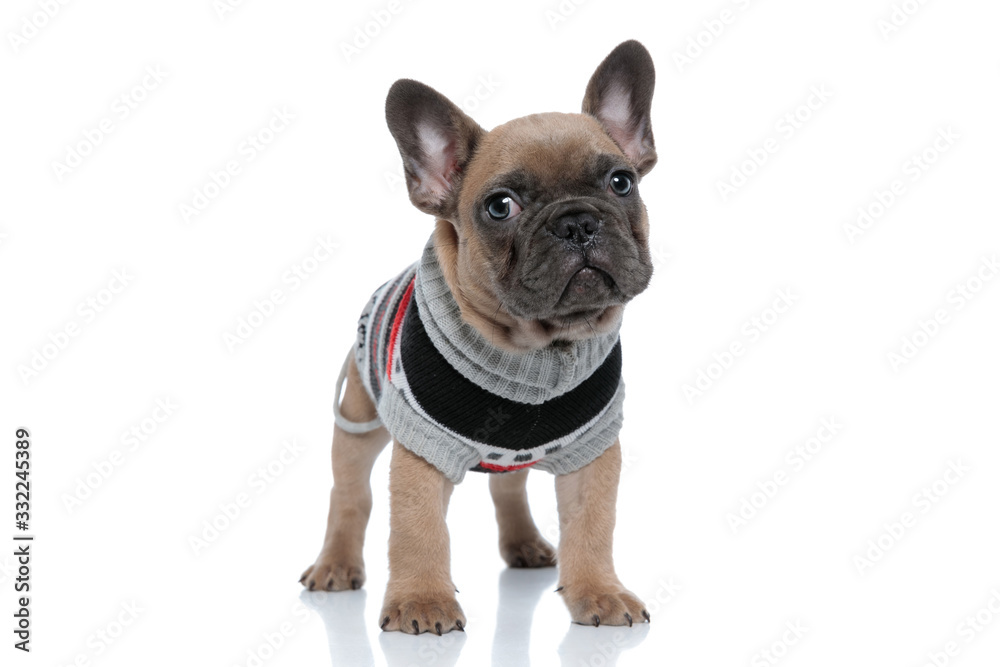 cute small frenchie in costume looking to side