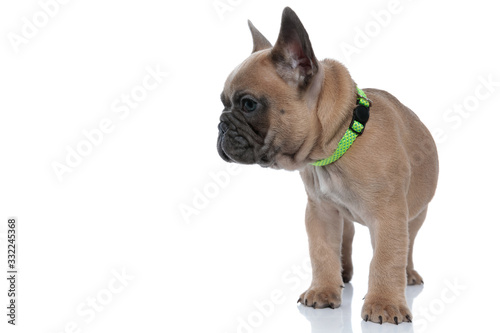 cute small french bulldog wearing collar and looking to side