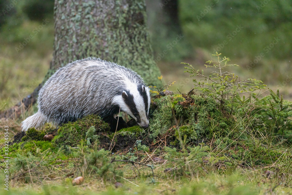 The European badger (Meles meles) also known as the is in the forest The European badger (Meles meles) also known as the is in the forest