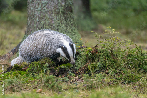 The European badger (Meles meles) also known as the is in the forest
