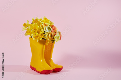 Yellow spring flowers tulips in yellow rubber boots on pink background. Gardening concept. Copy space for text