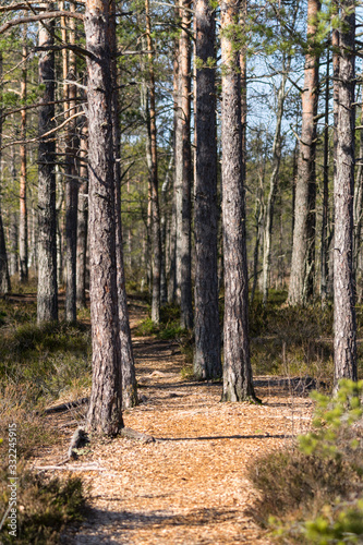Curvy ground path  sparse pine park in early spring. Different shades of green and orange  parallel trunks of pine trees  sandy ground gravel road. Raised bog natural trail  Estonia  European Union