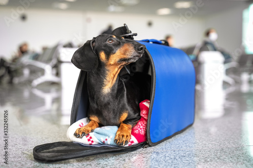 Photography Funny dachshund dog, black and tan, in his travel blue bag cage at the airport