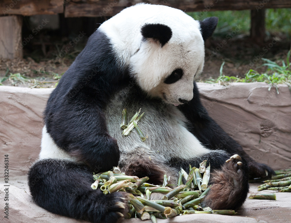 Obraz premium Chinese tourist symbol and attraction - Giant panda bear eating bamboo