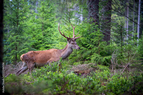 Deer, Cervus elaphus, with antlers growing on velvet.A huge deer in deep spruce forest. Wild animals in spring .