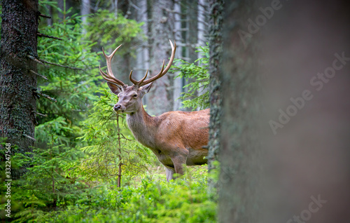 Deer, Cervus elaphus, with antlers growing on velvet.A huge deer in deep spruce forest. Wild animals in spring .