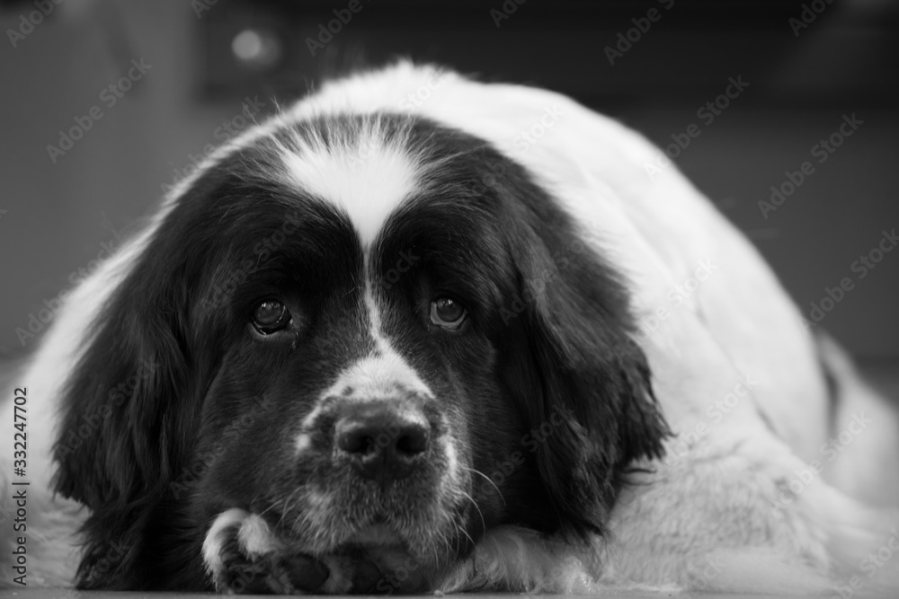 Close portrait of a sweet big white and black female Landseer in Baltic sea. Dog looks attentively to the photographer, she has white heart shaped patch on forehead. Finnish Gulf, Estonia, Europe Close portrait of a sweet big white and black female Landseer in Baltic sea. Dog looks attentively to the photographer, she has white heart shaped patch on forehead. Finnish Gulf, Estonia, Europe