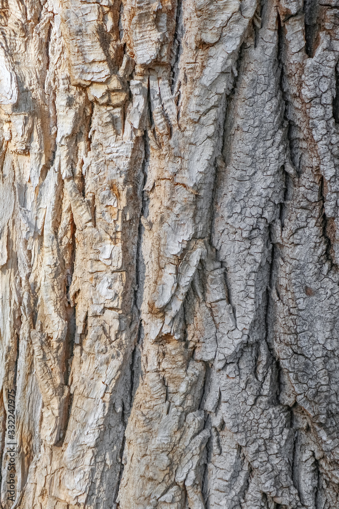 the bark of an old tree as a close-up background