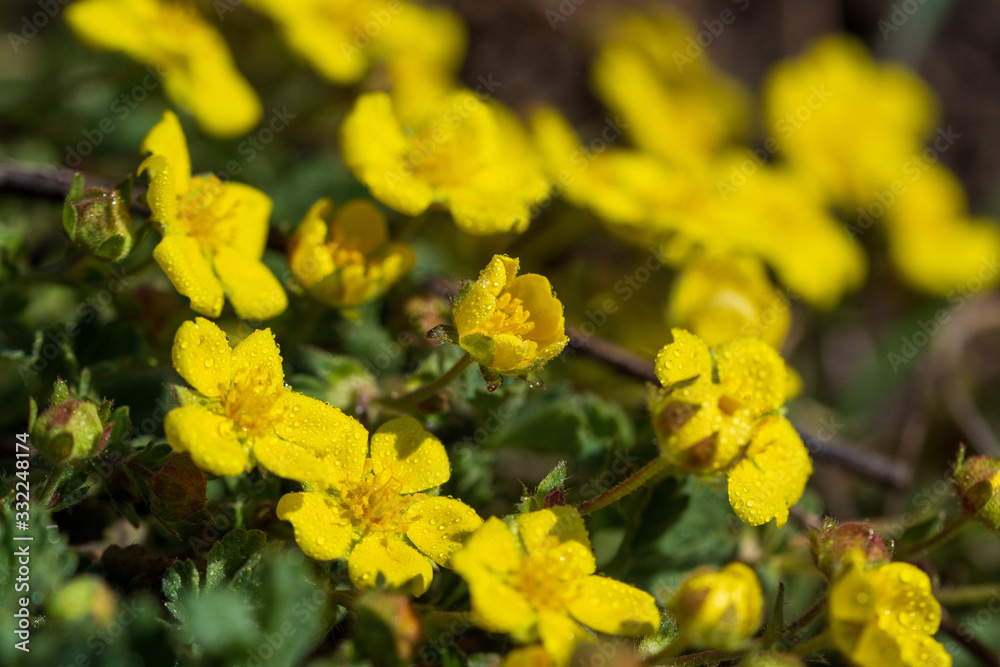Bees collect nectar on bright yellow flowers. Macro photography. Bees collect nectar on bright yellow flowers. Macro photography.