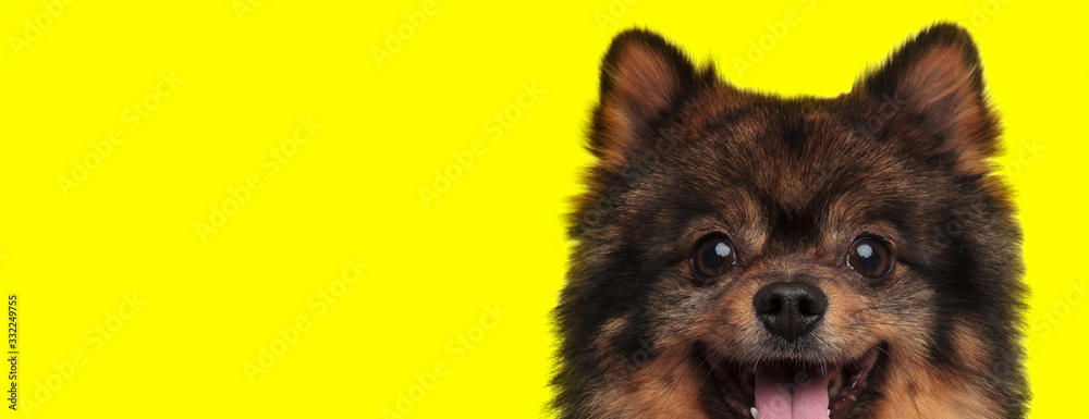 spitz dog with brown fur sticking out tongue happy - obrazy, fototapety, plakaty 