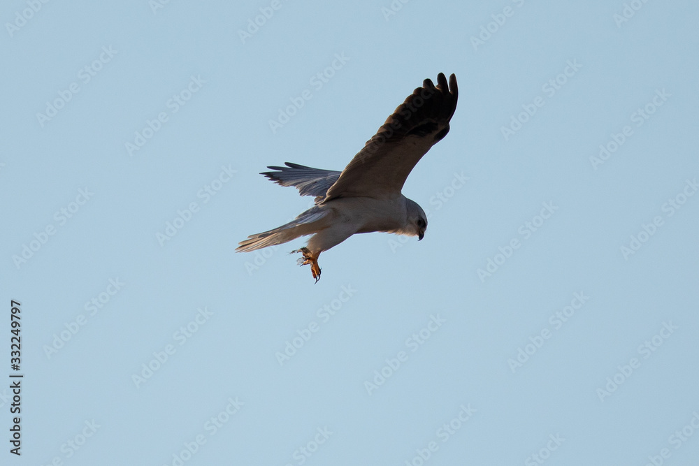 Obraz premium Close-up of a white-tailed kite about to dive an a prey, in seen in the wild in North California 