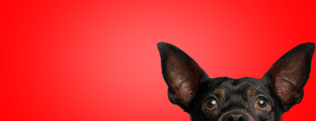 pincher dog exposing to camera only half of head