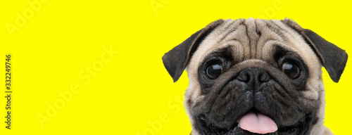 pug dog looking at camera with tongue out happy