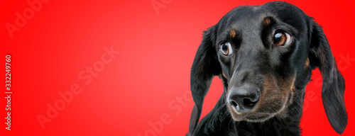 Photography teckel dog looking aside with humble eyes