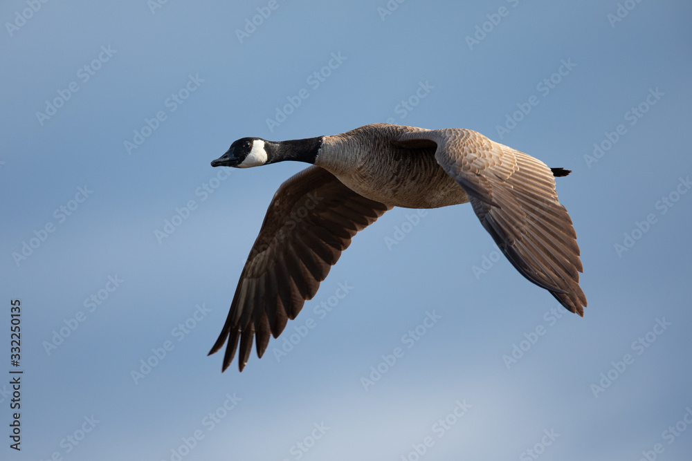 Canada goose flying, seen in the wild near the San Francisco Bay Stock  Photo | Adobe Stock