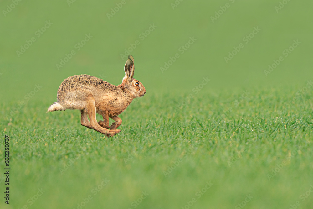 Obraz premium Wild European Hare ( Lepus Europaeus ) Close-Up On Green Background