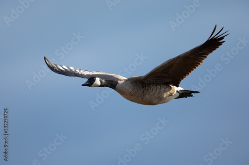 Canada goose flying, seen in the wild near the San Francisco Bay