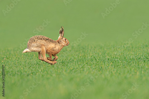 Valokuva Wild European Hare ( Lepus Europaeus ) Close-Up On Green Background