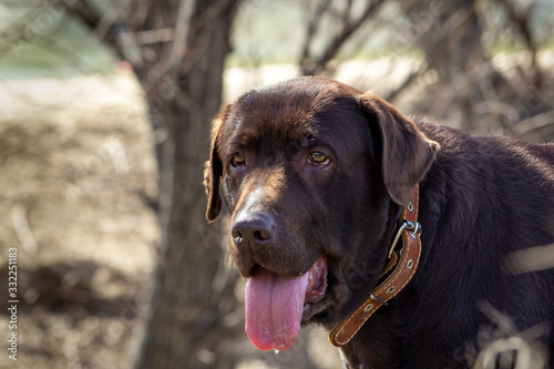 dog chocolate labrador retriever stay on green grass background