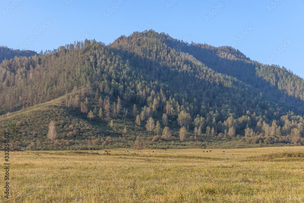 view of a herd of horses grazing peacefully. Folded hills under the blue sky. Shining landscape. Absolutely perfect picture. Sunny meadow. Altai Republic.Siberia. Russia.