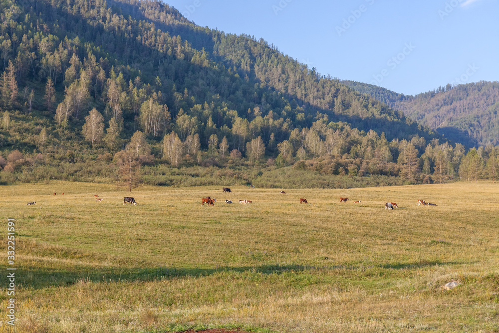Summer in Altai Russia, mountain Altai, Altai Republic. Beautiful summer view. mountain scenery, mountain views. a herd of horses on pasture